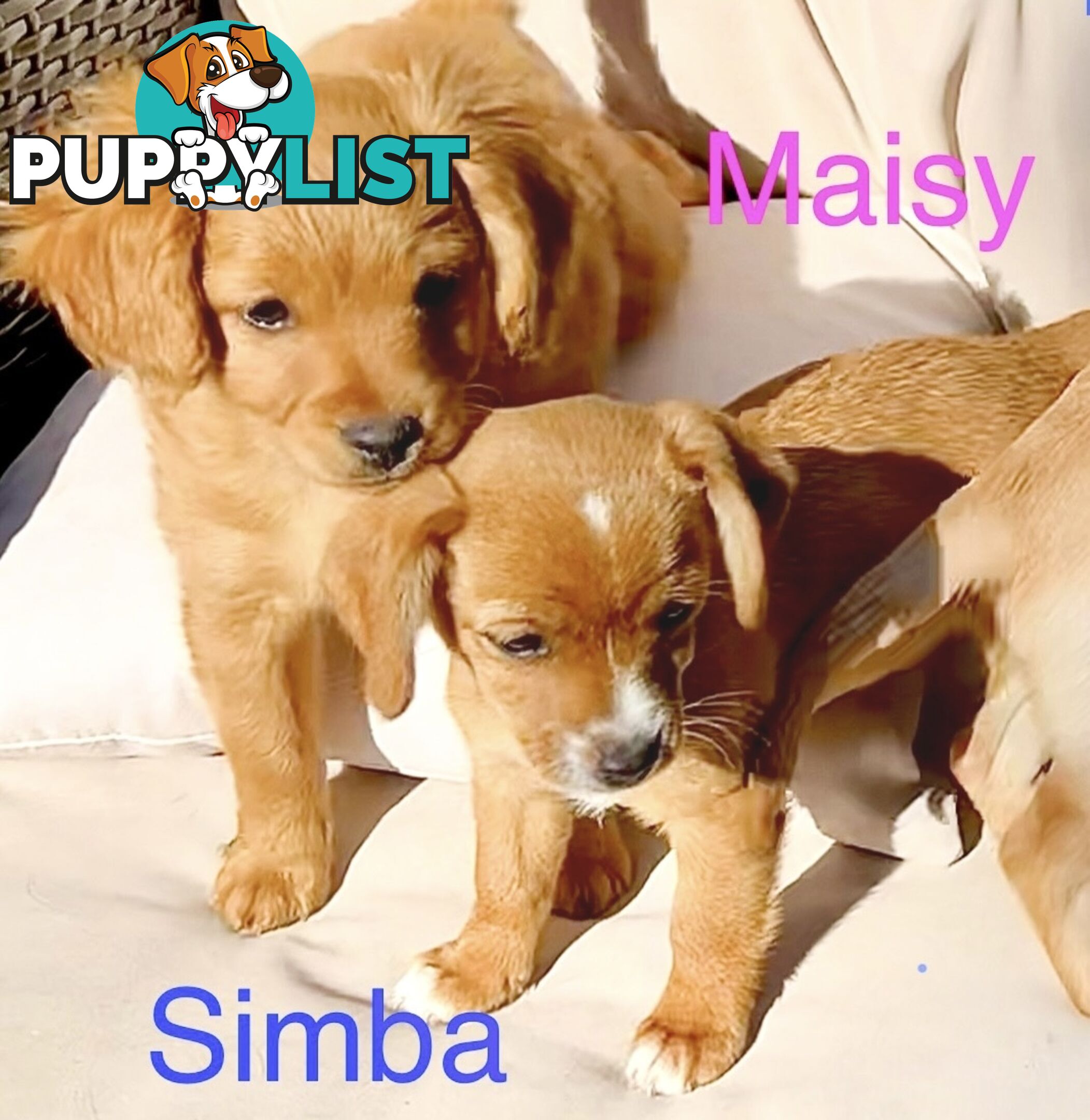 Toy Cavoodle x puppies DoB 28/2 (3 male 1 female)