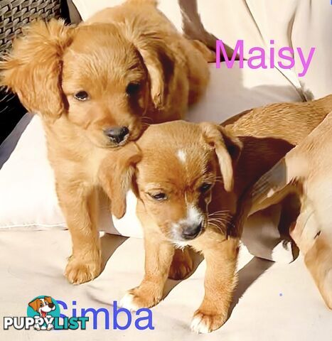 Toy Cavoodle x puppies DoB 28/2 (3 male 1 female)