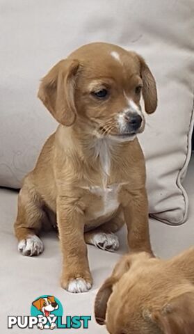 *Only 2 left* Toy Cavoodle x puppies DoB 28/2 (1M & 1F) Straight Coats