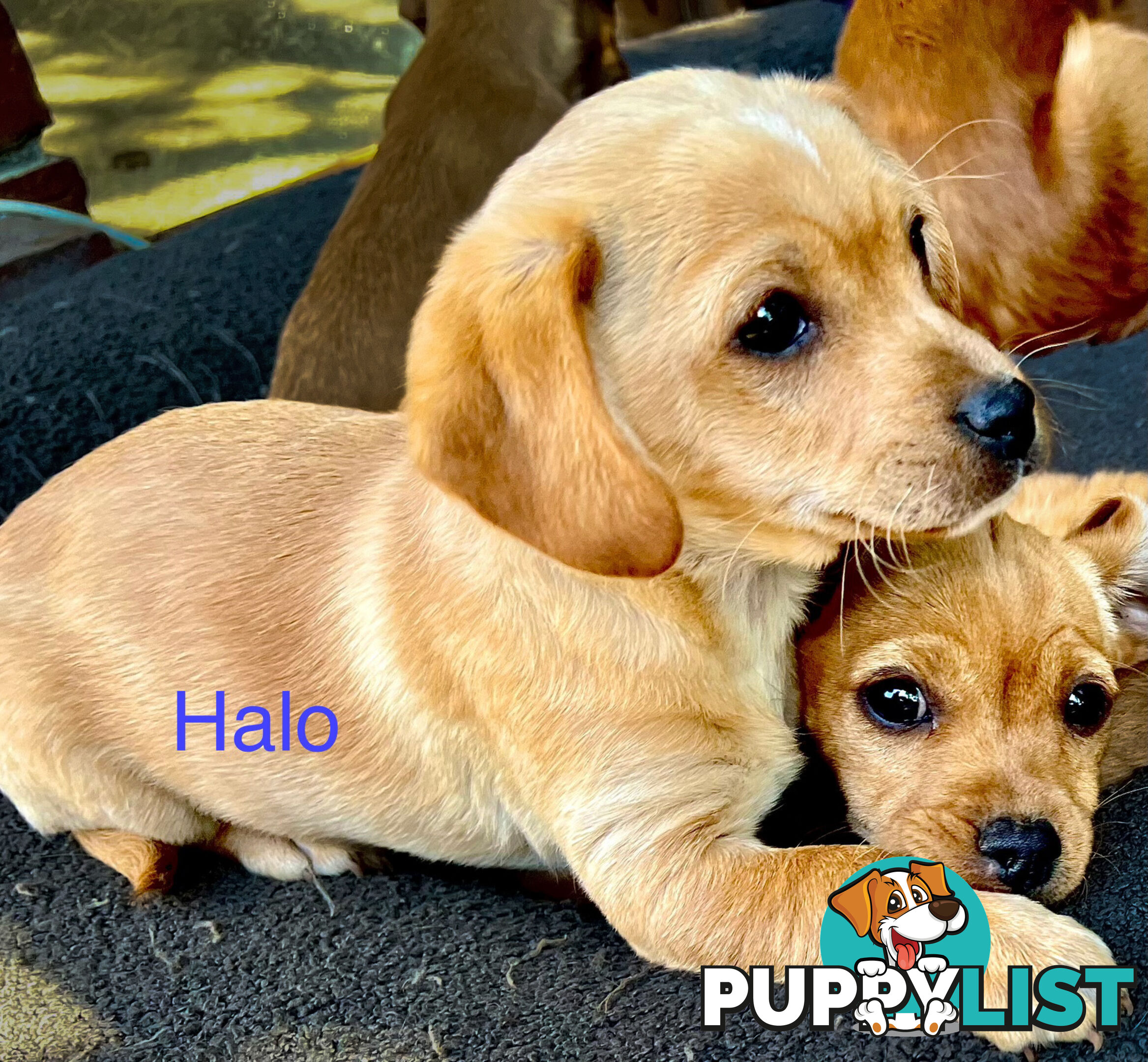 Toy Cavoodle x puppies DoB 28/2 (3 male 1 female)