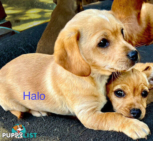 Toy Cavoodle x puppies DoB 28/2 (3 male 1 female)