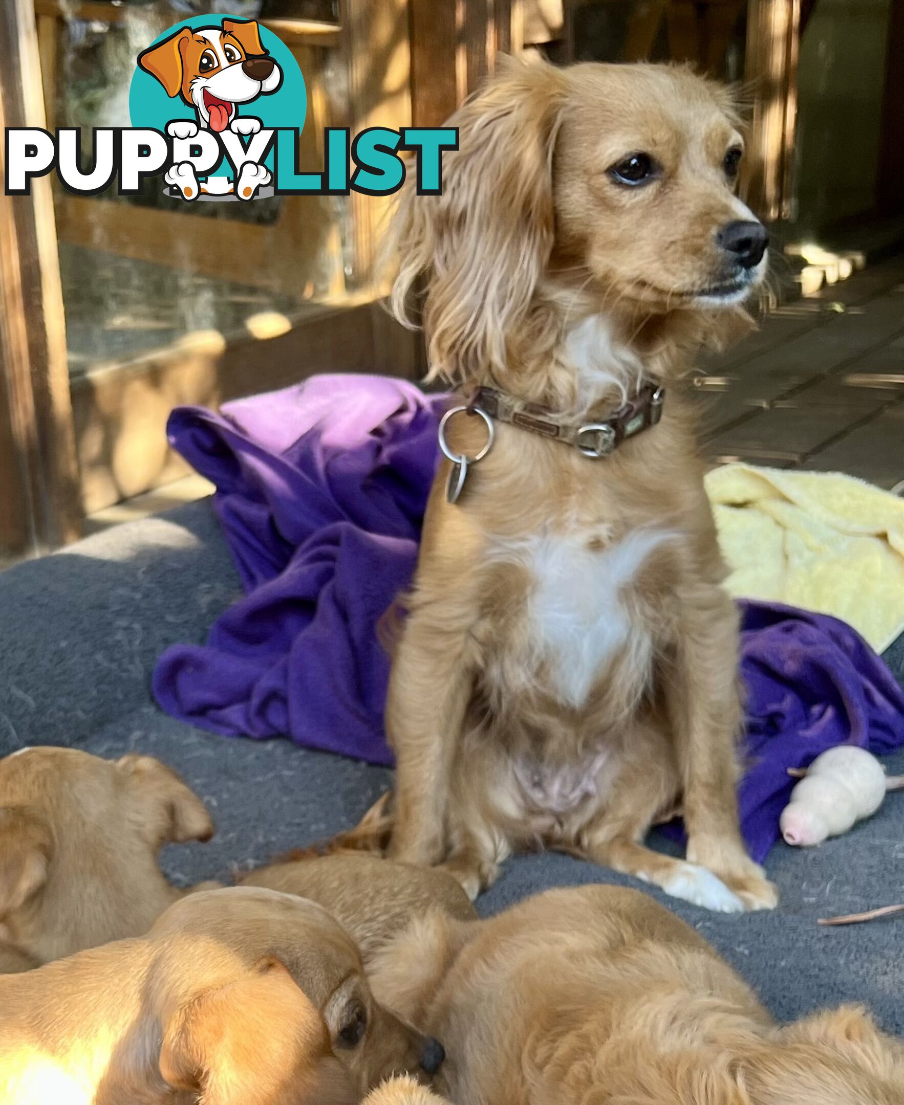 Toy Cavoodle x puppies DoB 28/2 (3 male 1 female)