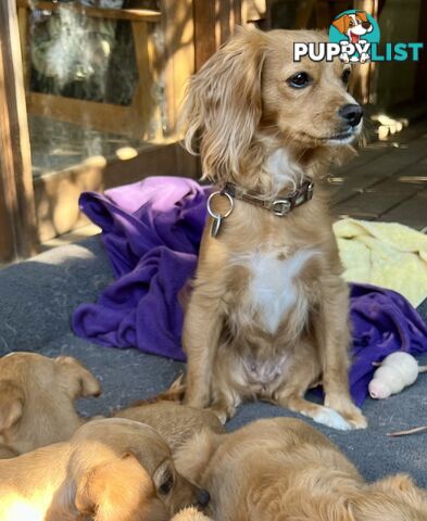 Toy Cavoodle x puppies DoB 28/2 (3 male 1 female)