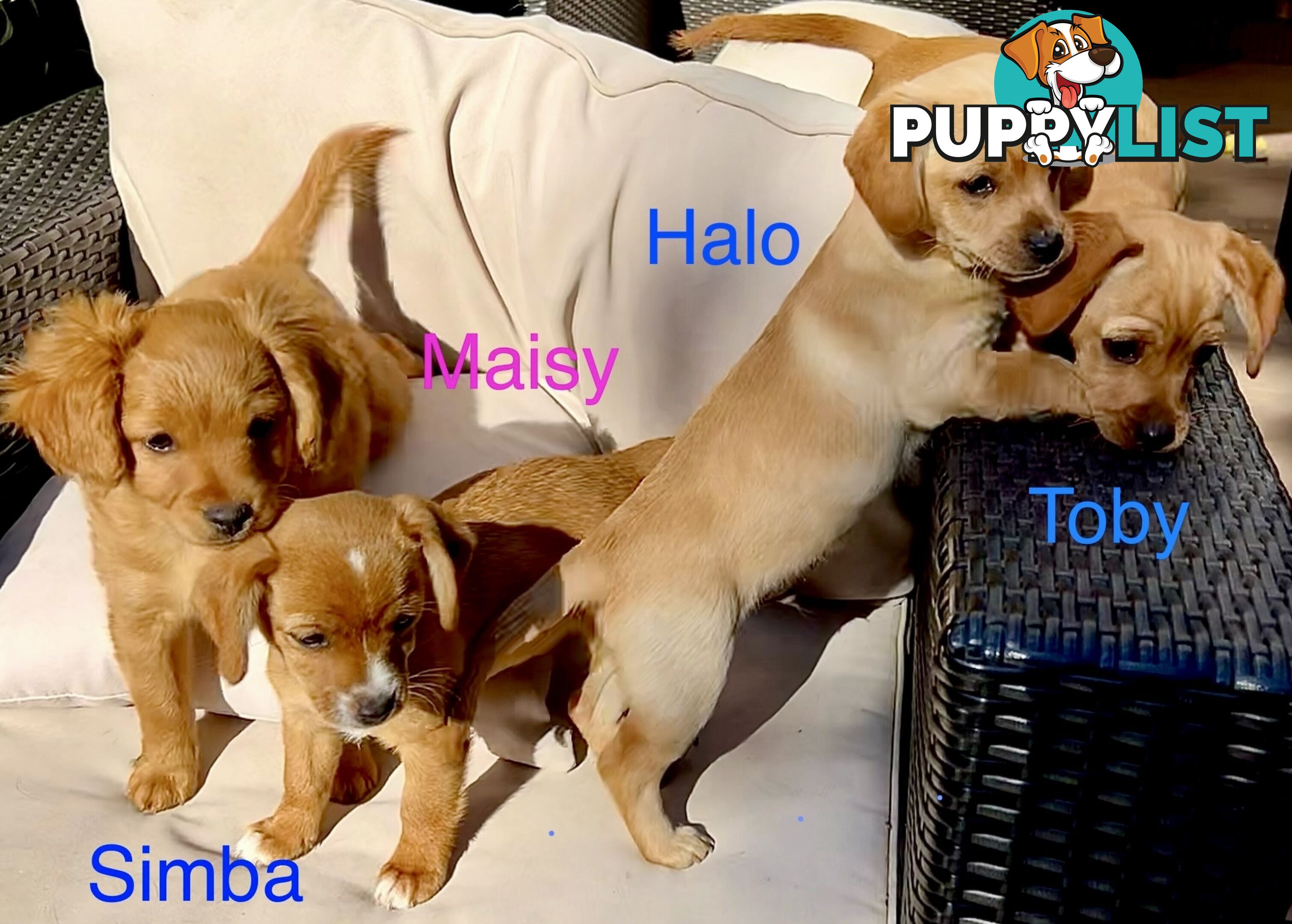 Toy Cavoodle x puppies DoB 28/2 (3 male 1 female)