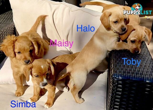 Toy Cavoodle x puppies DoB 28/2 (3 male 1 female)