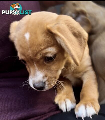 *Only 2 left* Toy Cavoodle x puppies DoB 28/2 (1M & 1F) Straight Coats