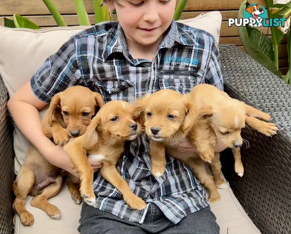 Toy cavoodle pups (straight coats)