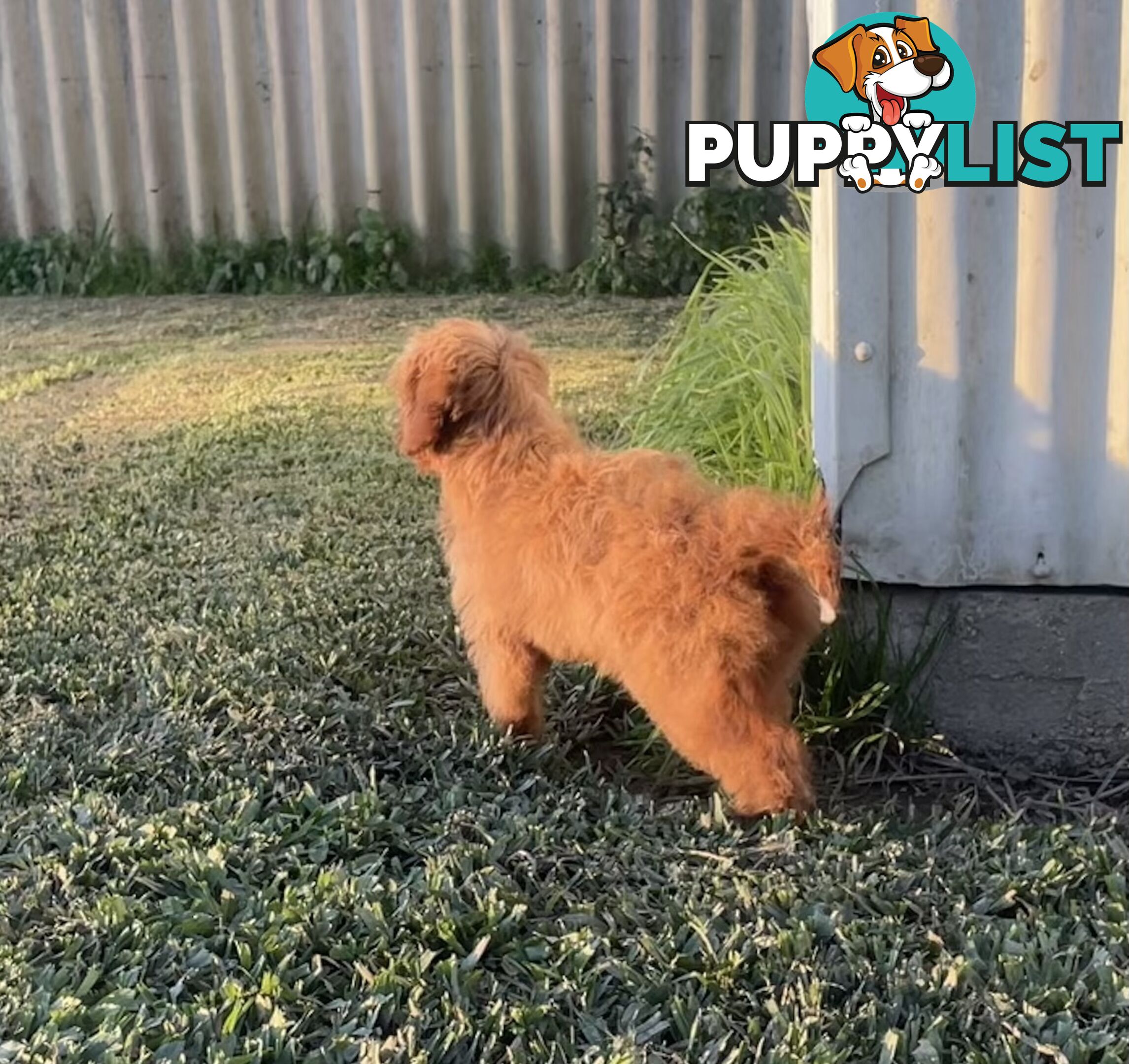 Female Cavoodle for sale
