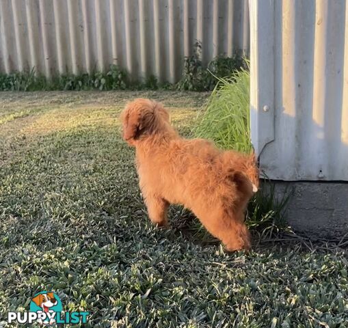 Female Cavoodle for sale