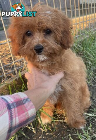 Female Cavoodle for sale