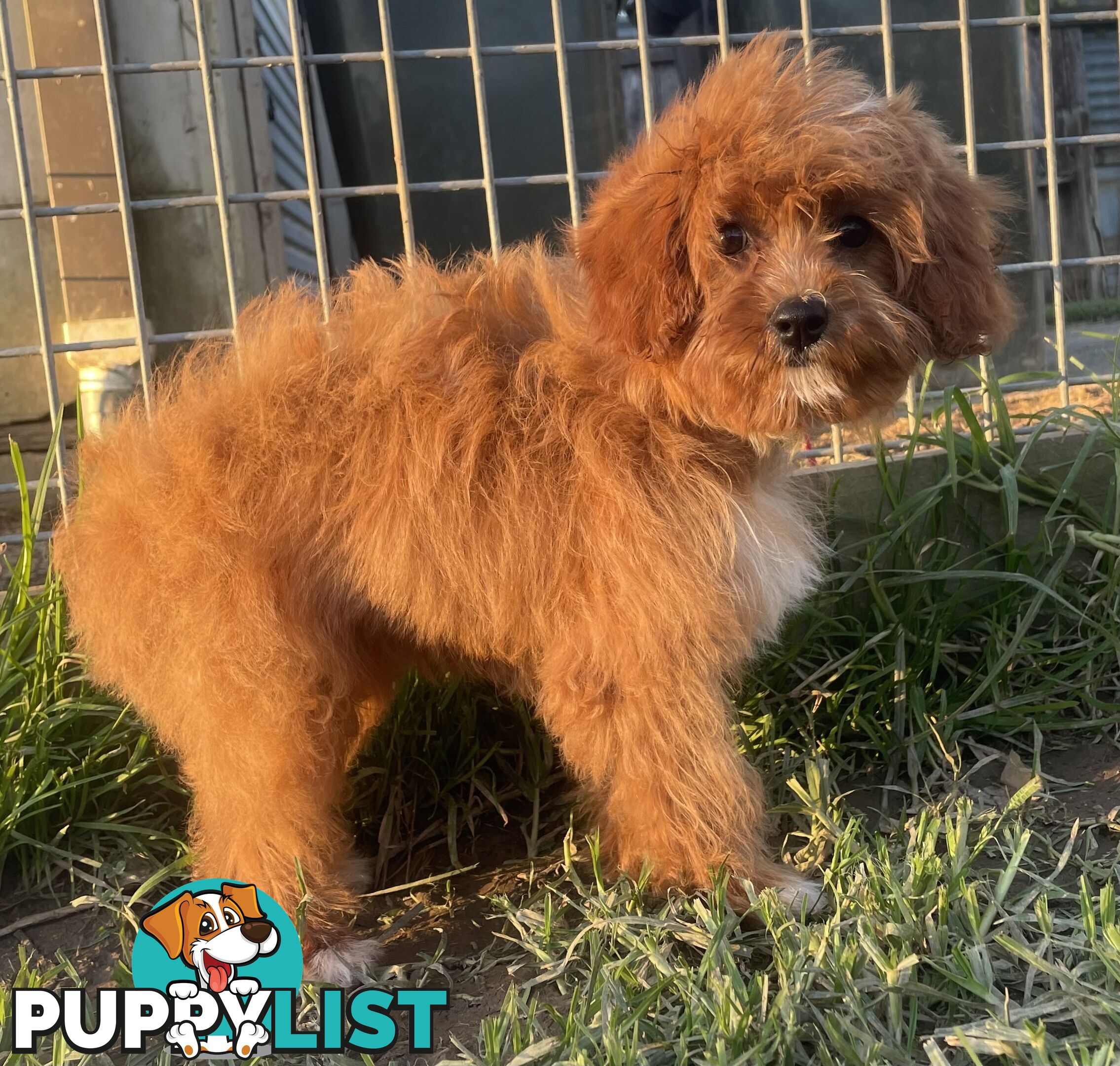 Female Cavoodle for sale
