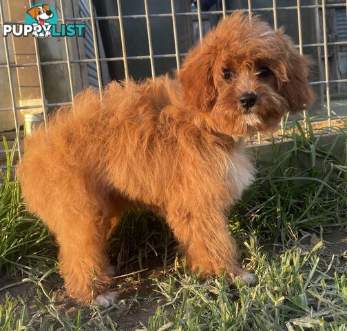 Female Cavoodle for sale