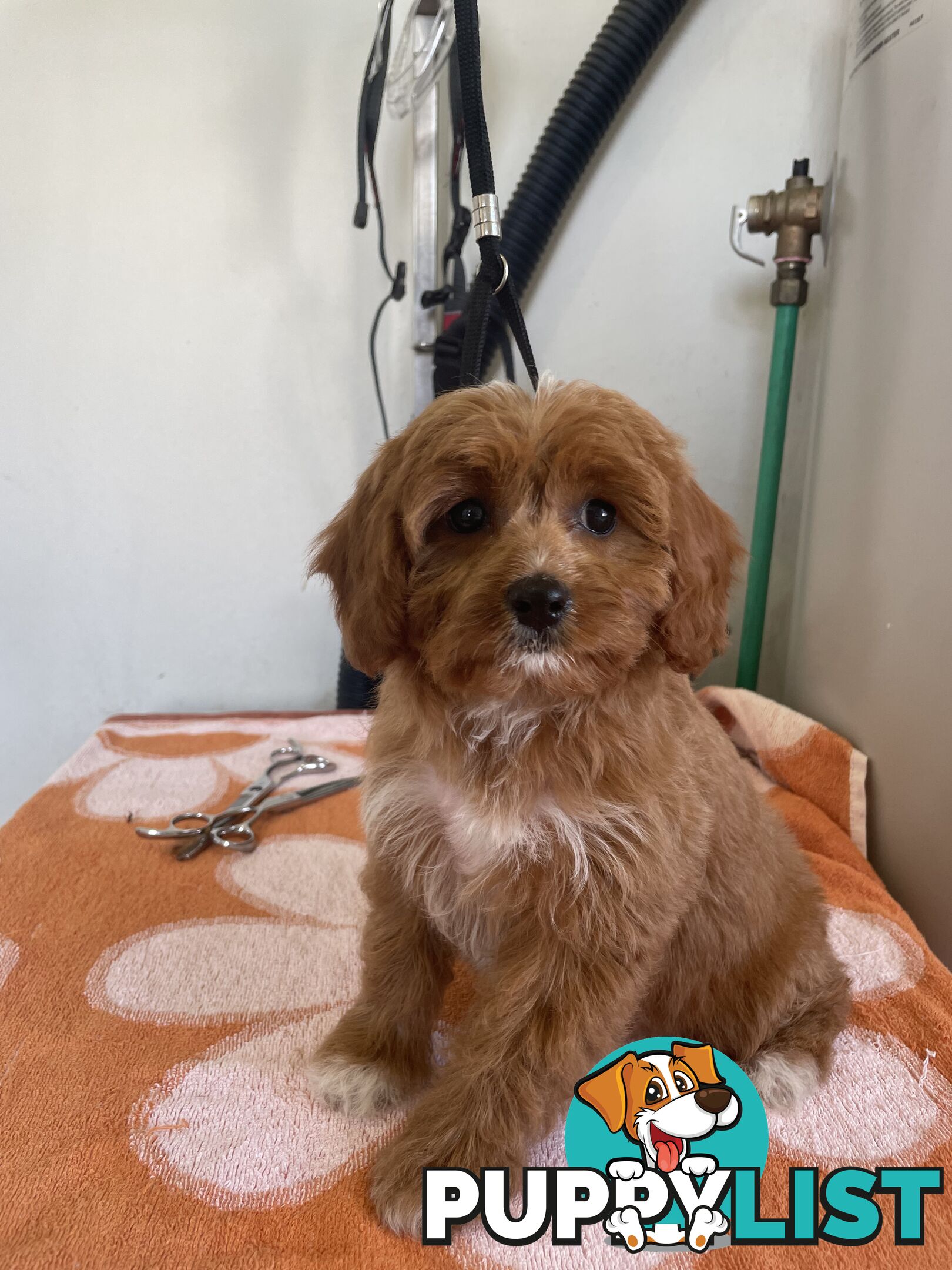 Female Cavoodle for sale