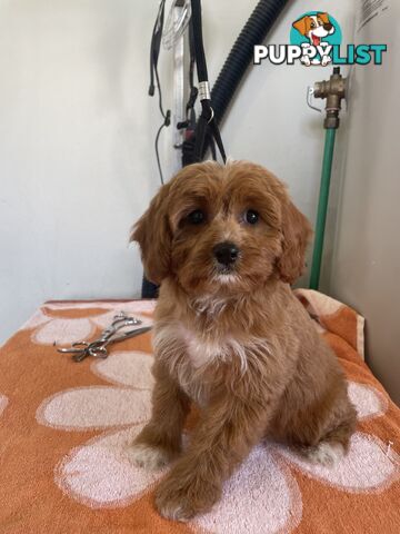 Female Cavoodle for sale