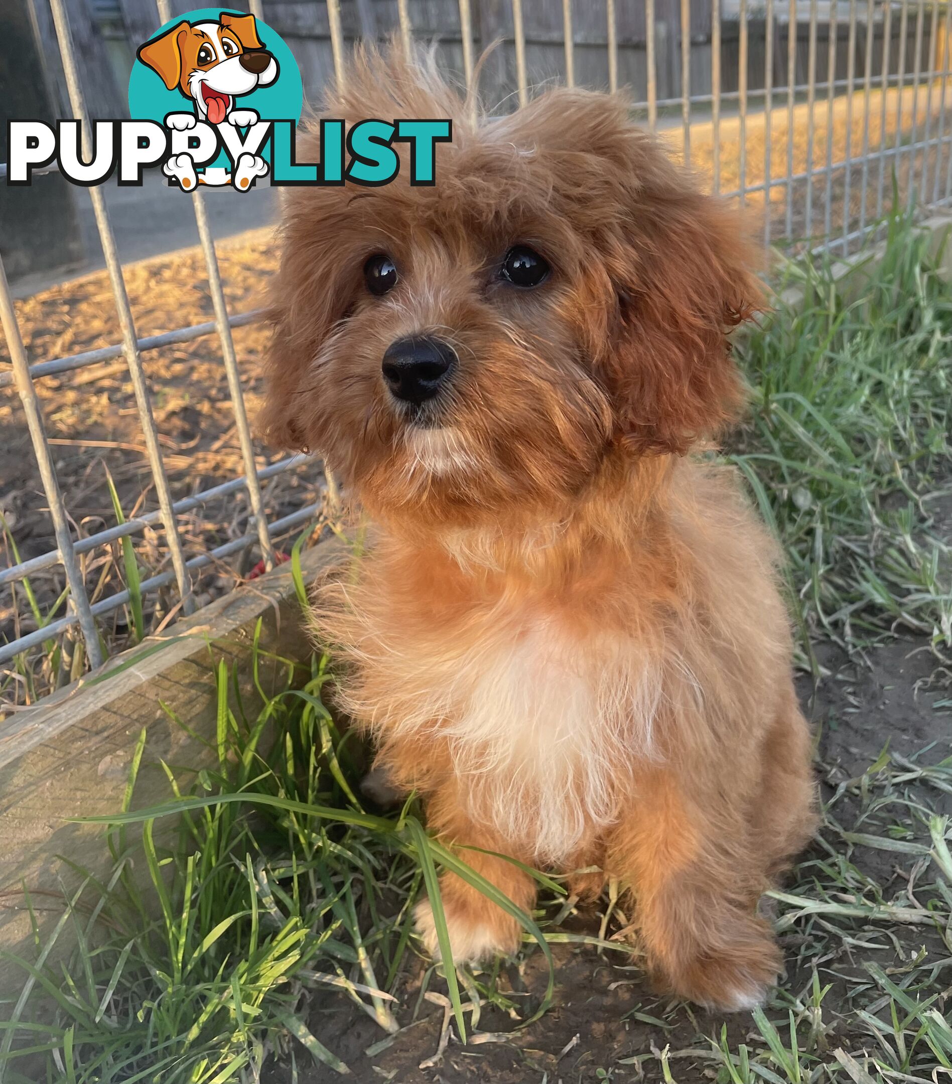 Female Cavoodle for sale