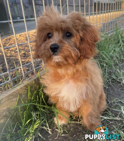 Female Cavoodle for sale