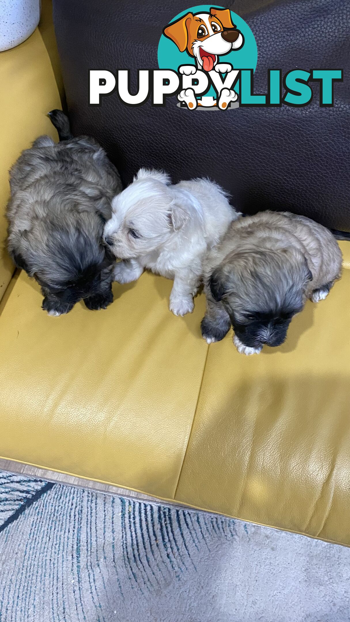 Gorgeous Maltese Shih tzu pups