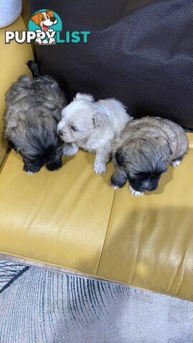Gorgeous Maltese Shih tzu pups