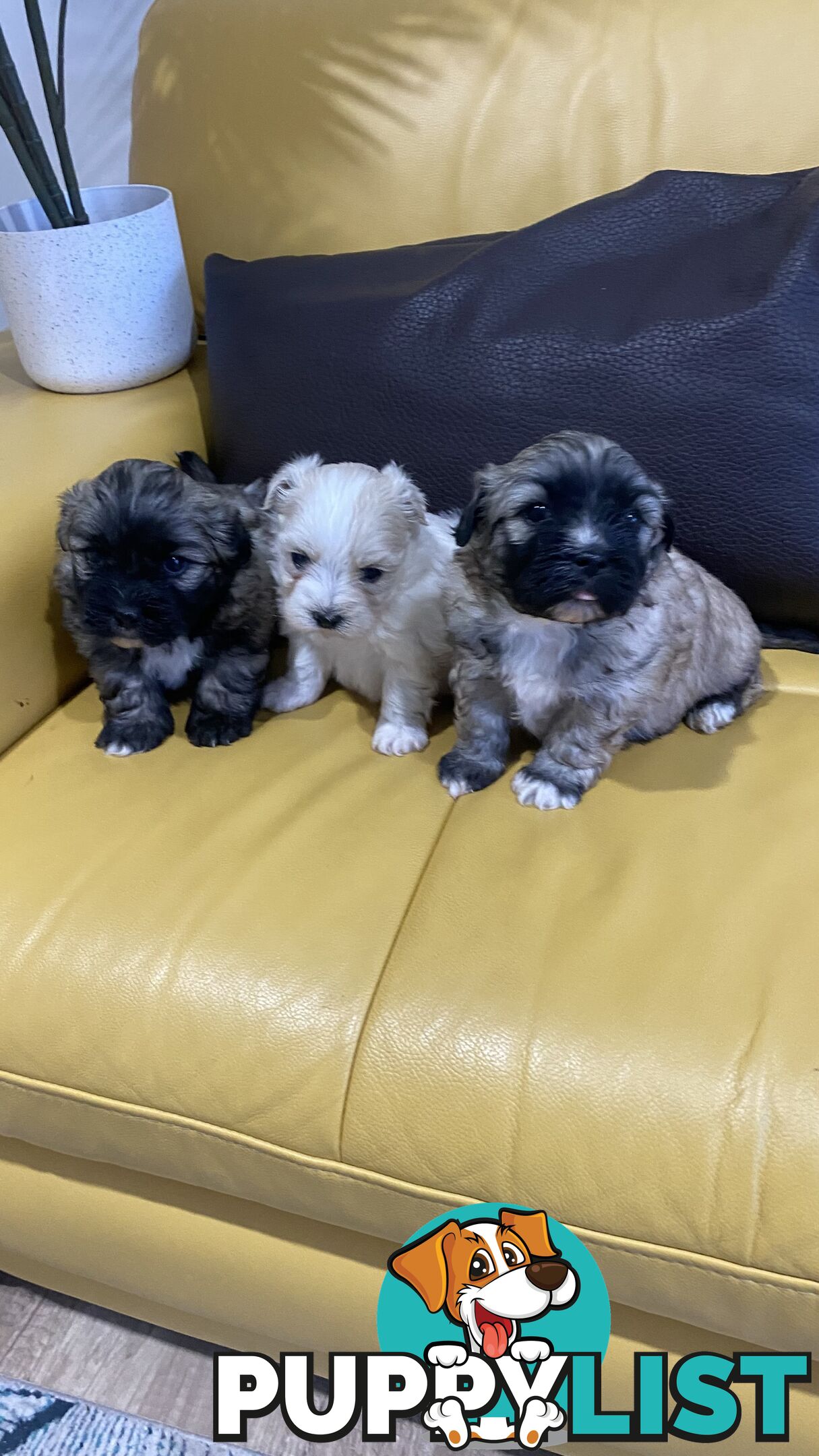 Gorgeous Maltese Shih tzu pups