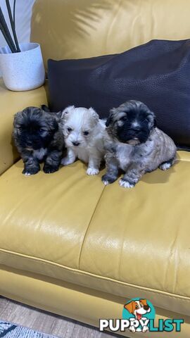 Gorgeous Maltese Shih tzu pups