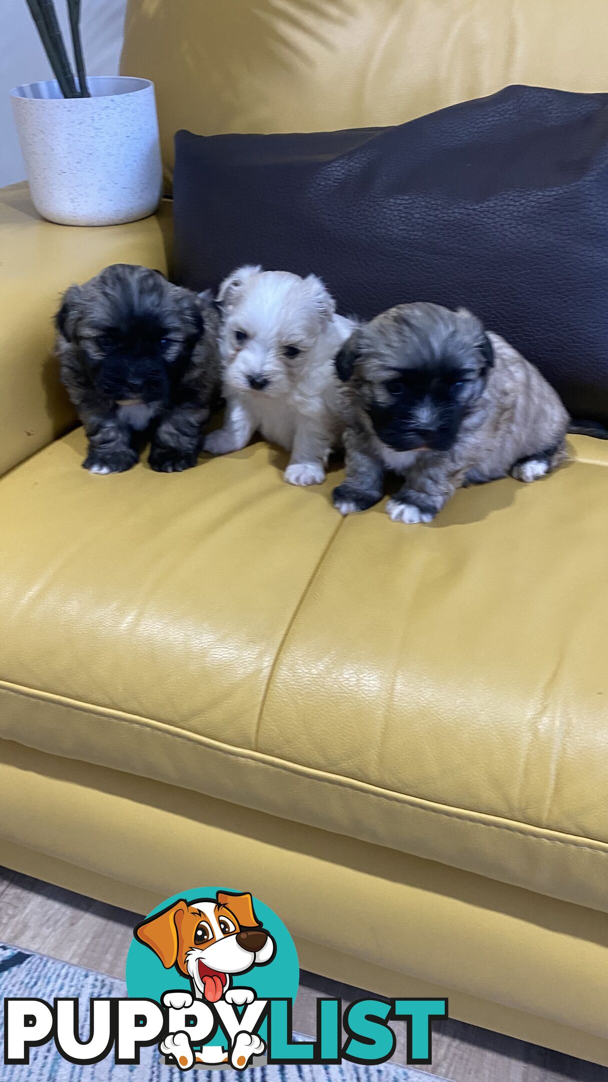 Gorgeous Maltese Shih tzu pups