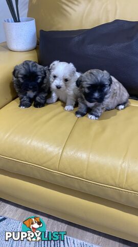 Gorgeous Maltese Shih tzu pups