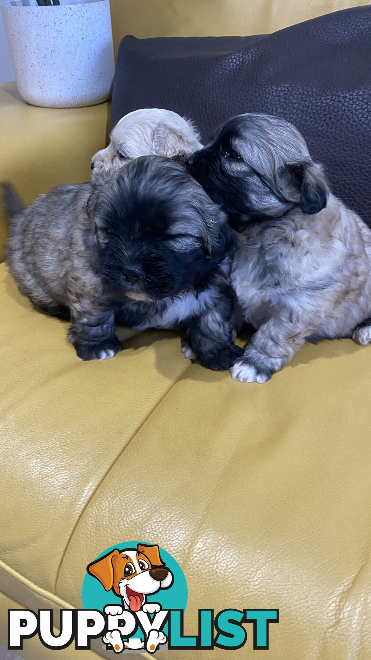 Gorgeous Maltese Shih tzu pups