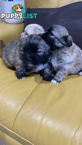 Gorgeous Maltese Shih tzu pups