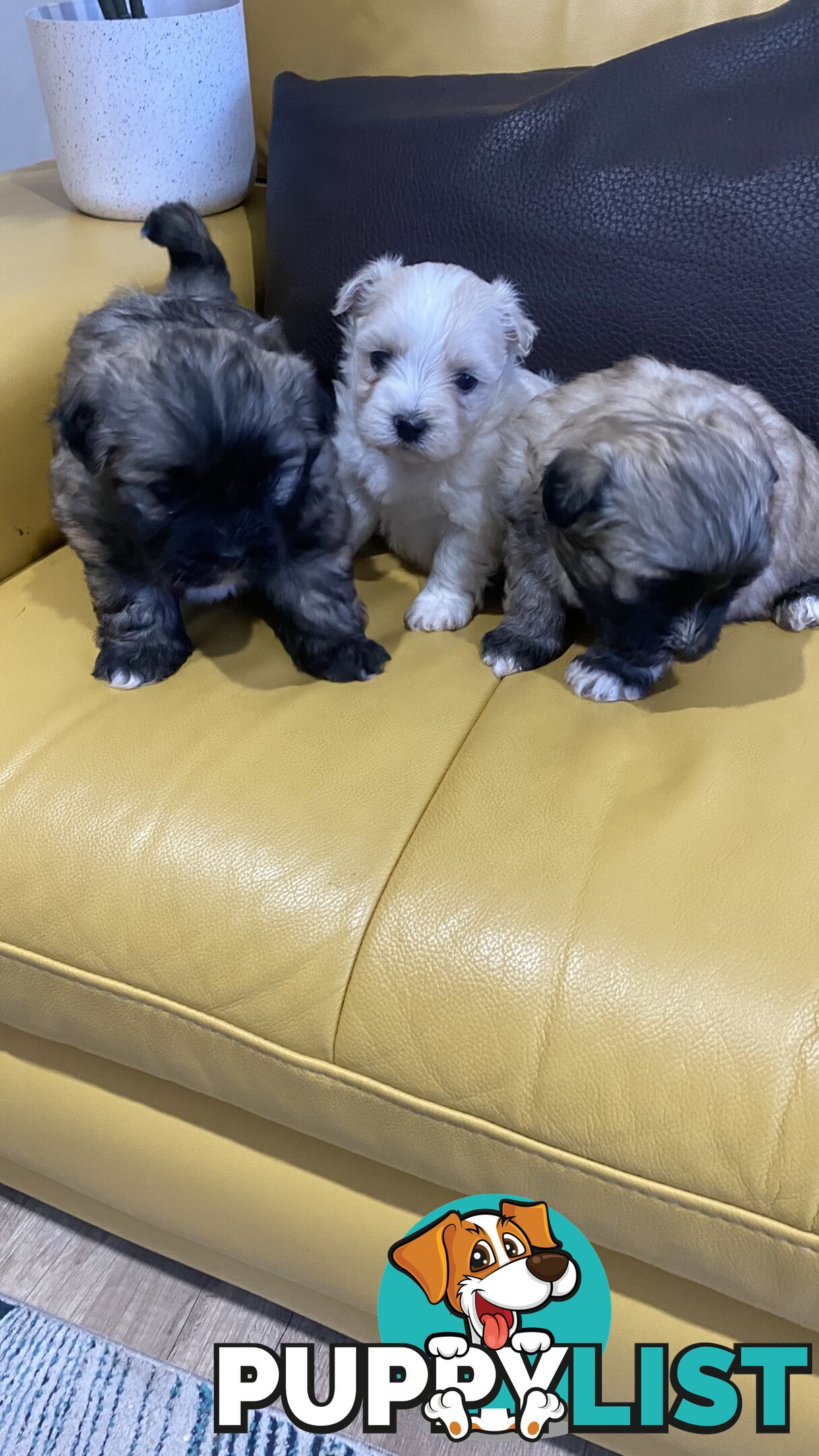 Gorgeous Maltese Shih tzu pups