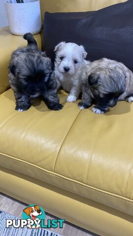 Gorgeous Maltese Shih tzu pups