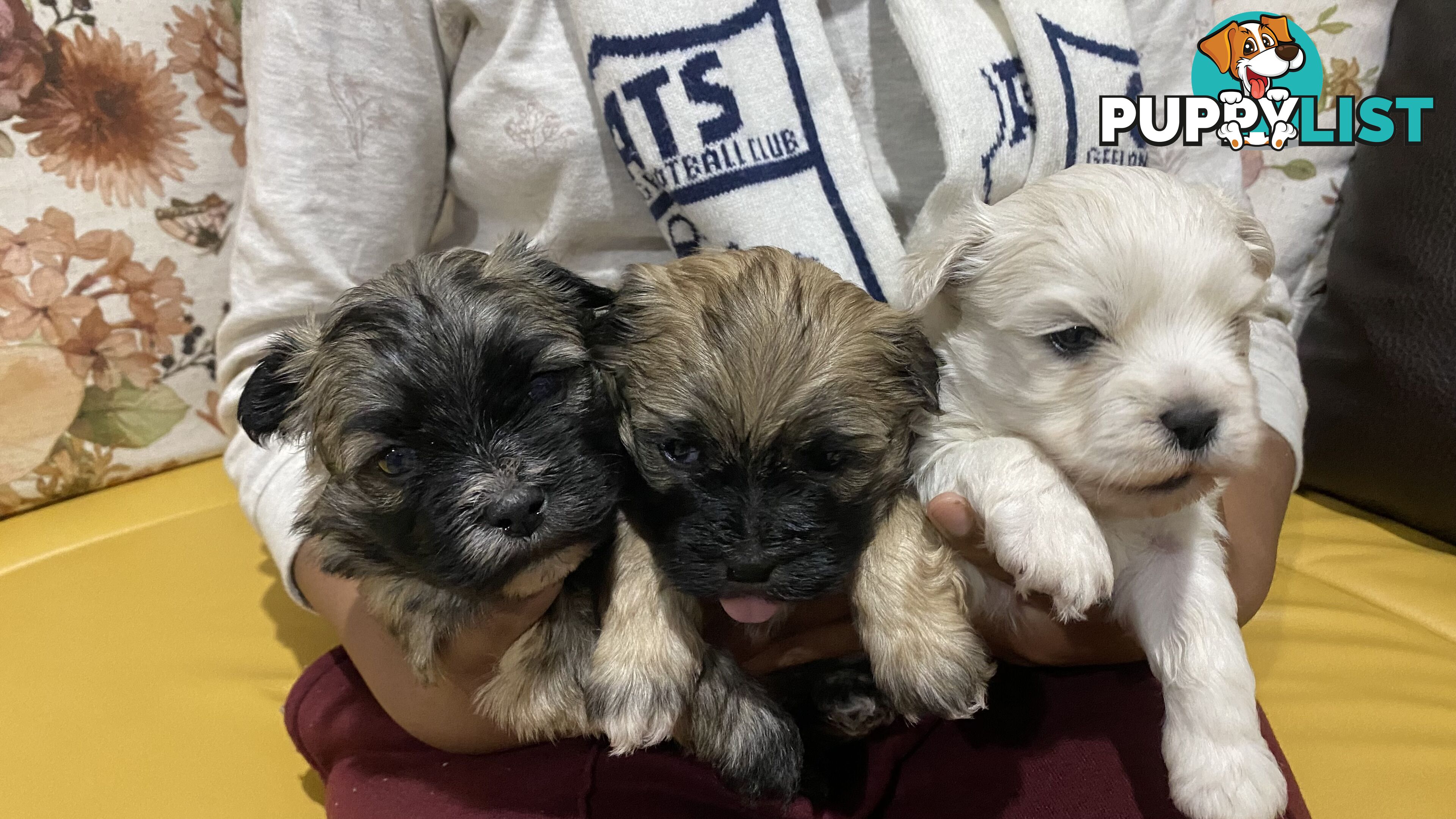 Gorgeous Maltese Shih tzu pups