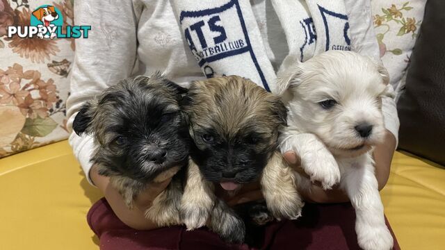Gorgeous Maltese Shih tzu pups