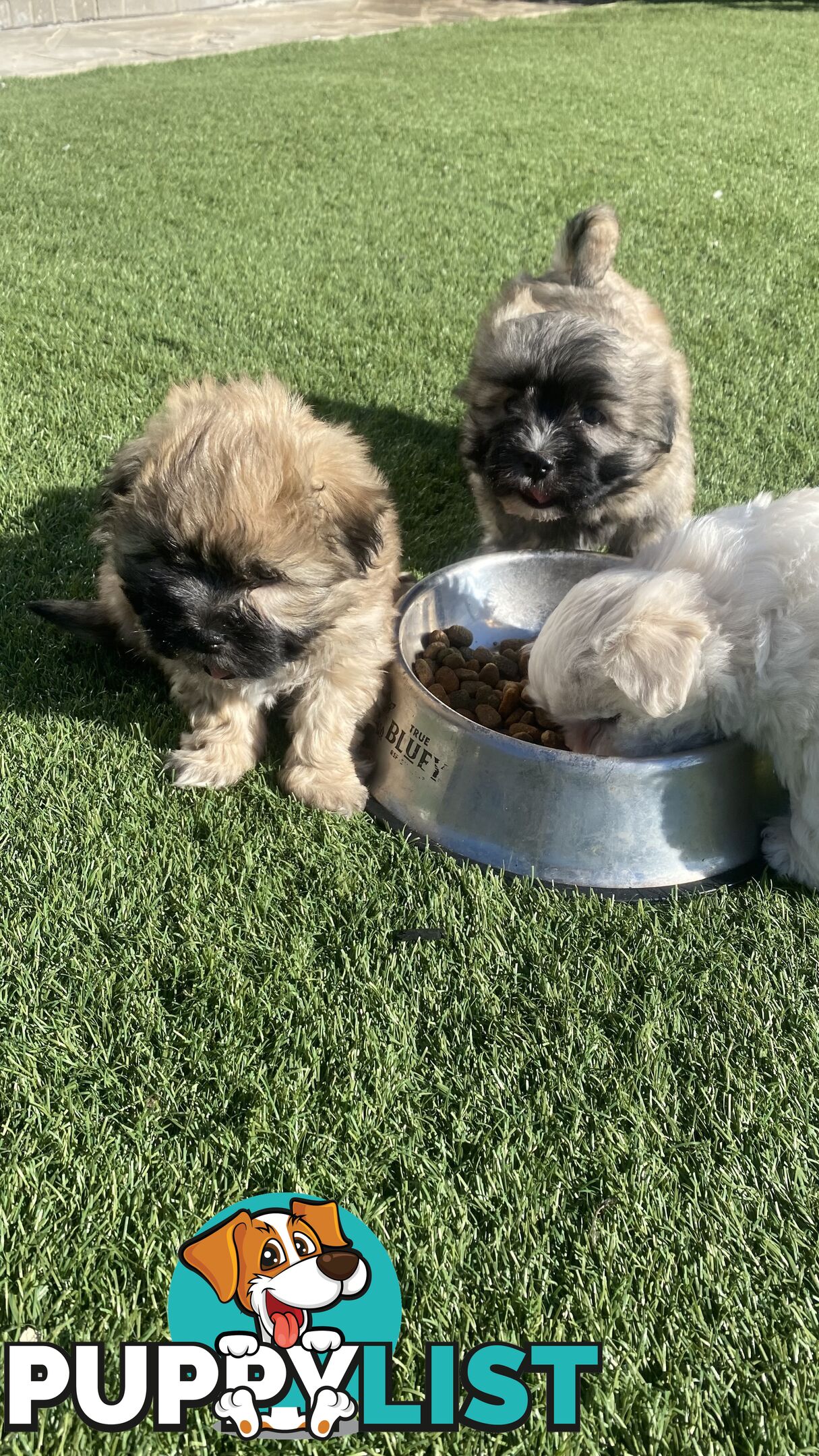 Gorgeous Maltese Shih tzu pups