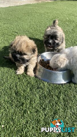 Gorgeous Maltese Shih tzu pups