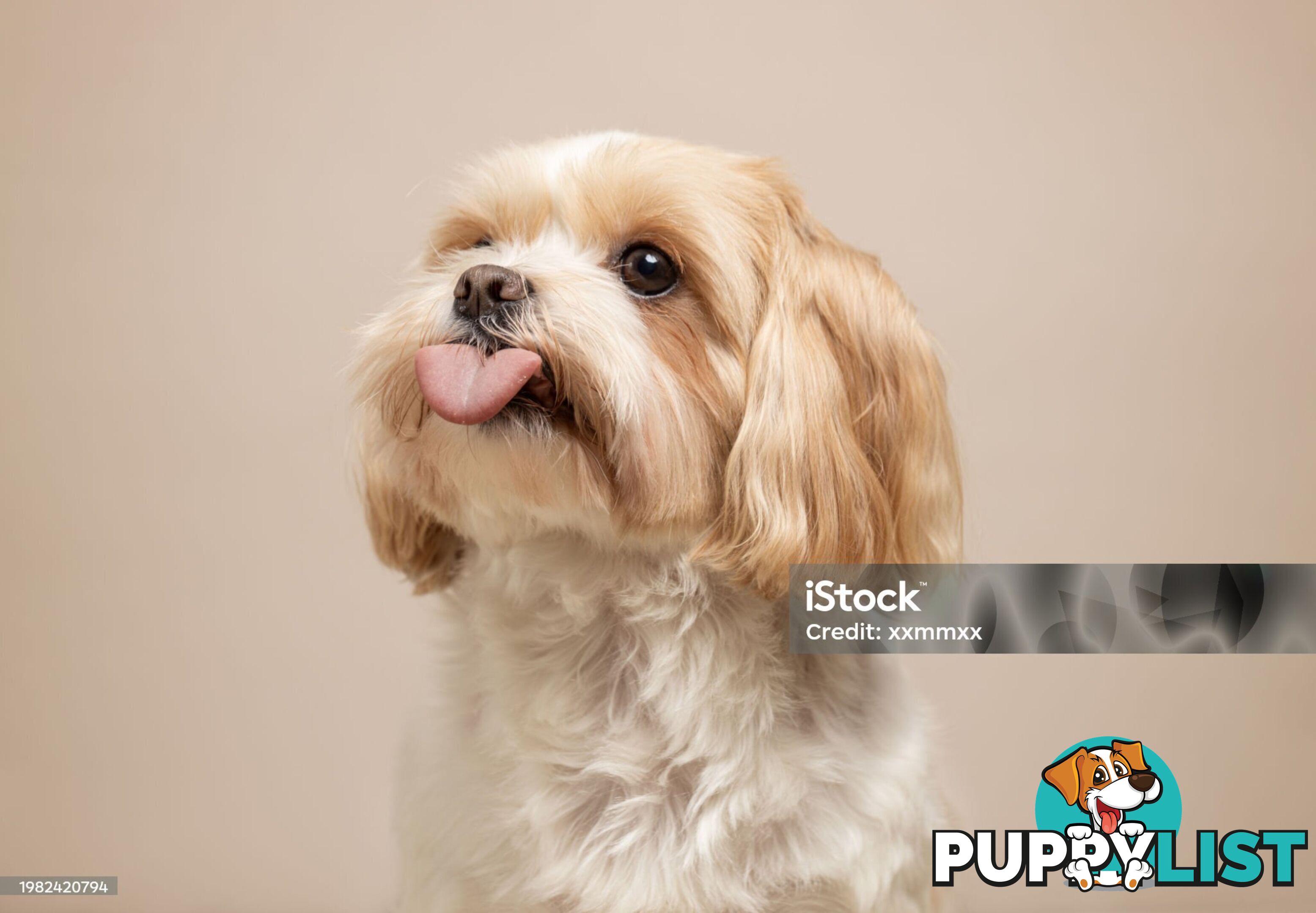 Gorgeous Maltese Shih tzu pups