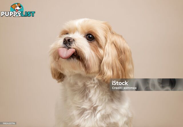 Gorgeous Maltese Shih tzu pups
