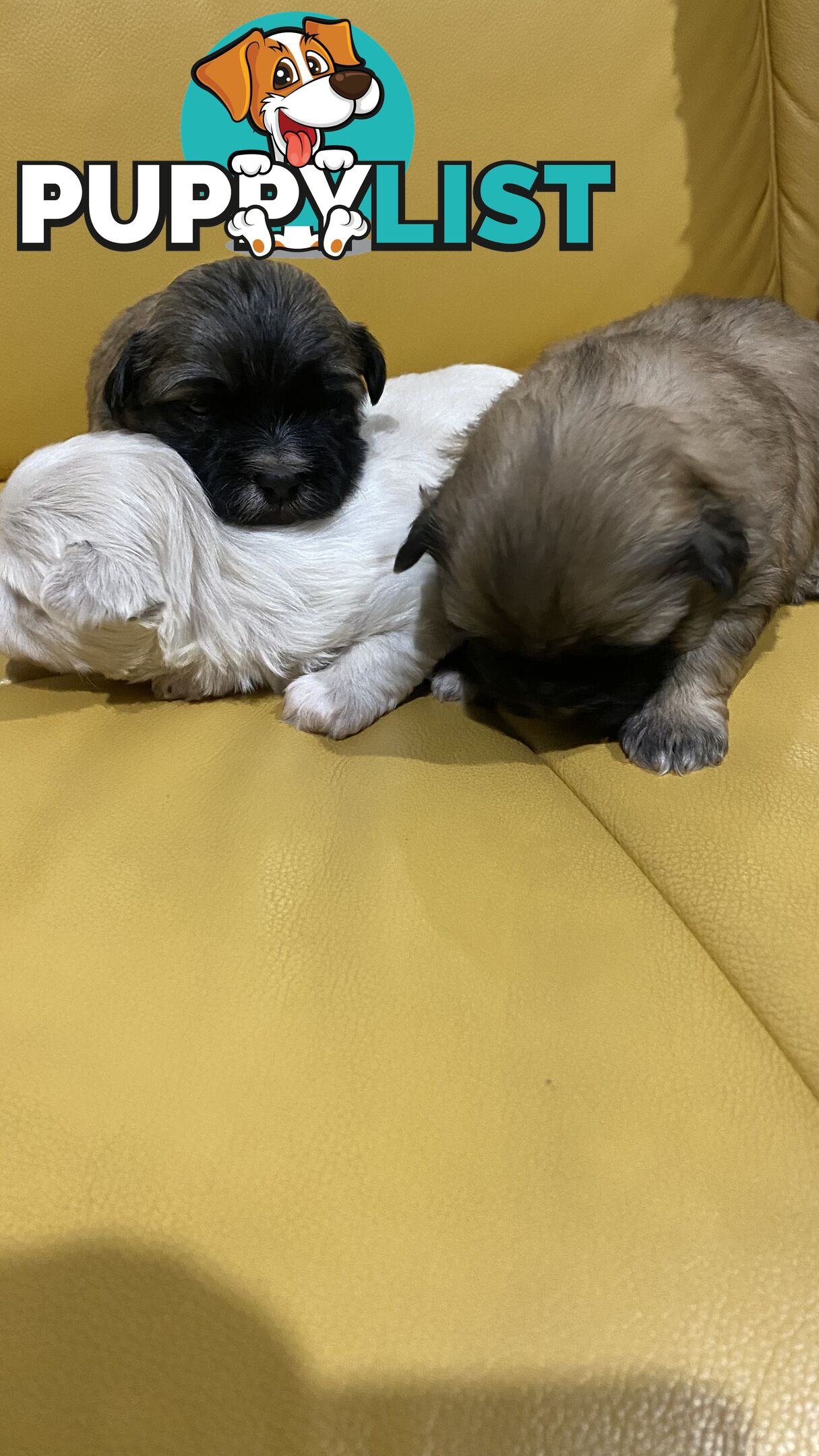 Gorgeous Maltese Shih tzu pups