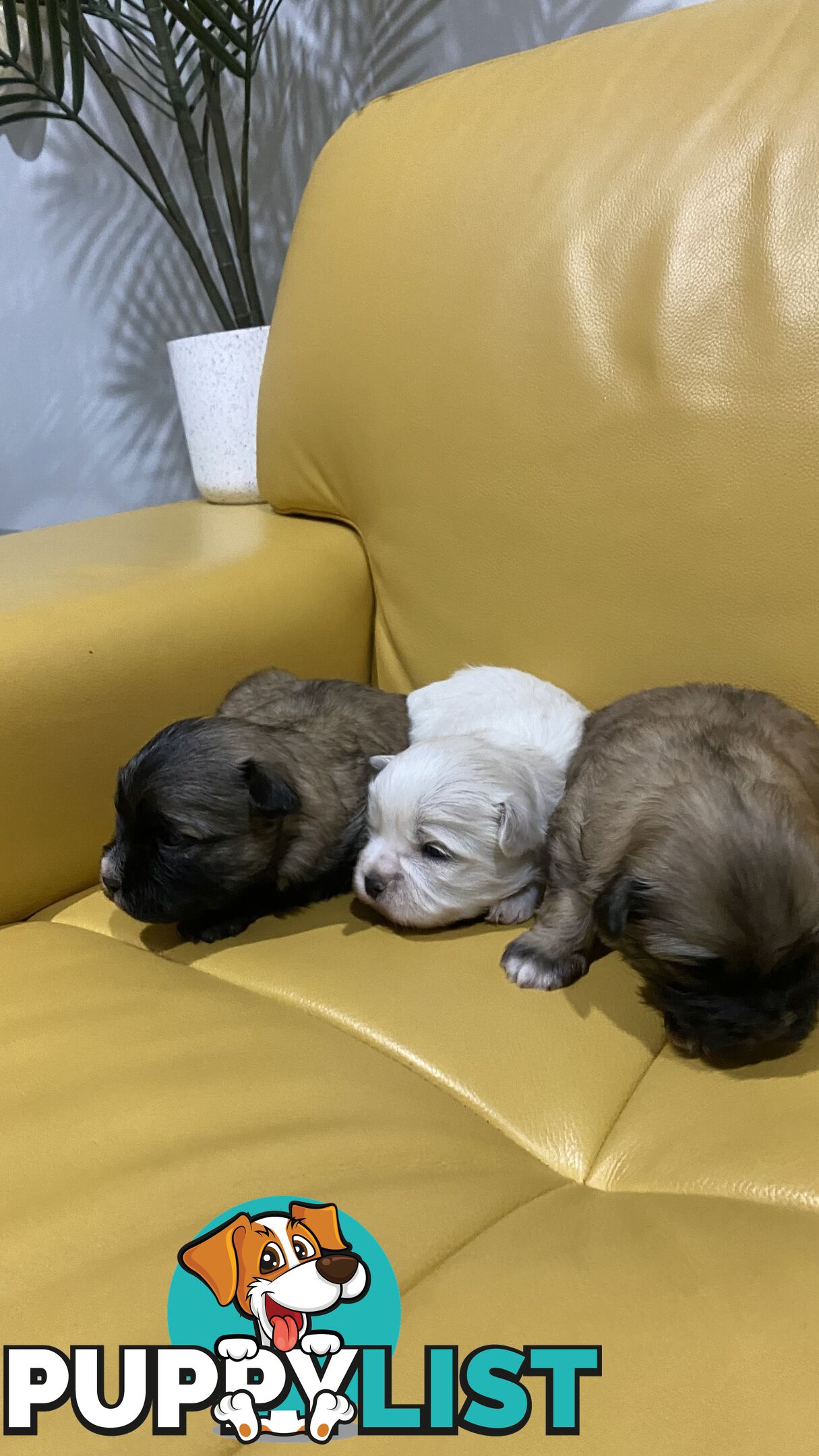 Gorgeous Maltese Shih tzu pups