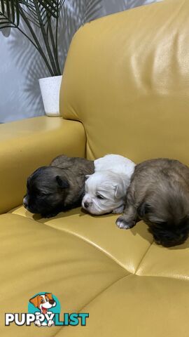 Gorgeous Maltese Shih tzu pups