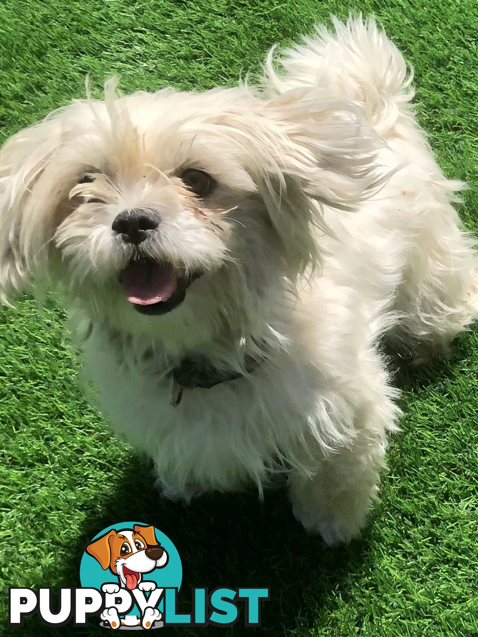 Gorgeous Maltese Shih tzu pups