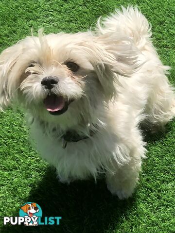 Gorgeous Maltese Shih tzu pups