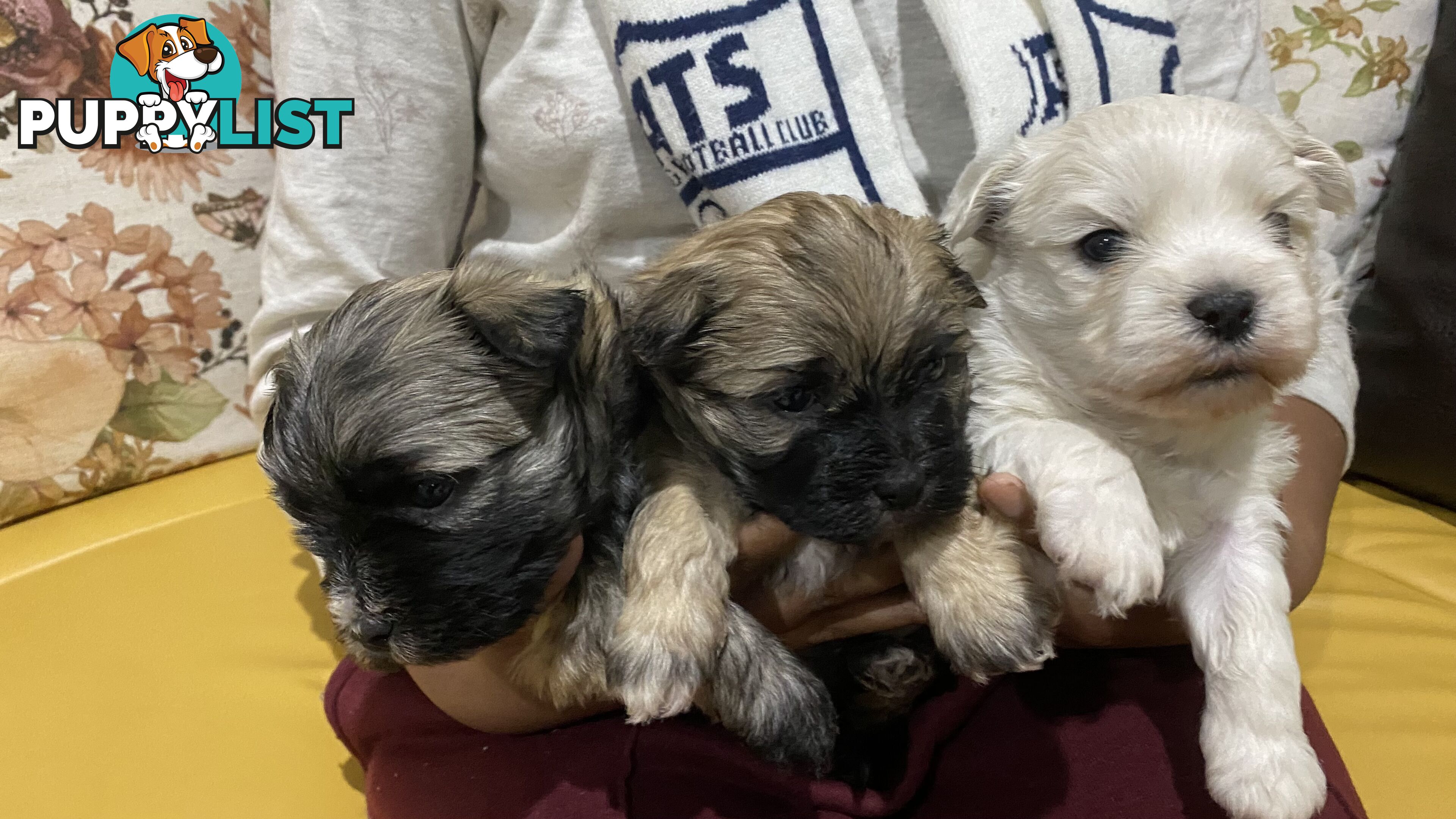 Gorgeous Maltese Shih tzu pups