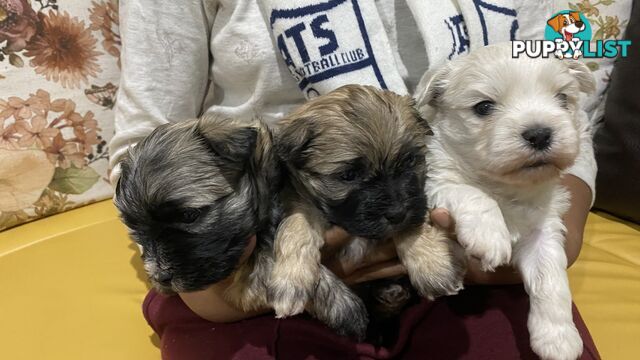 Gorgeous Maltese Shih tzu pups