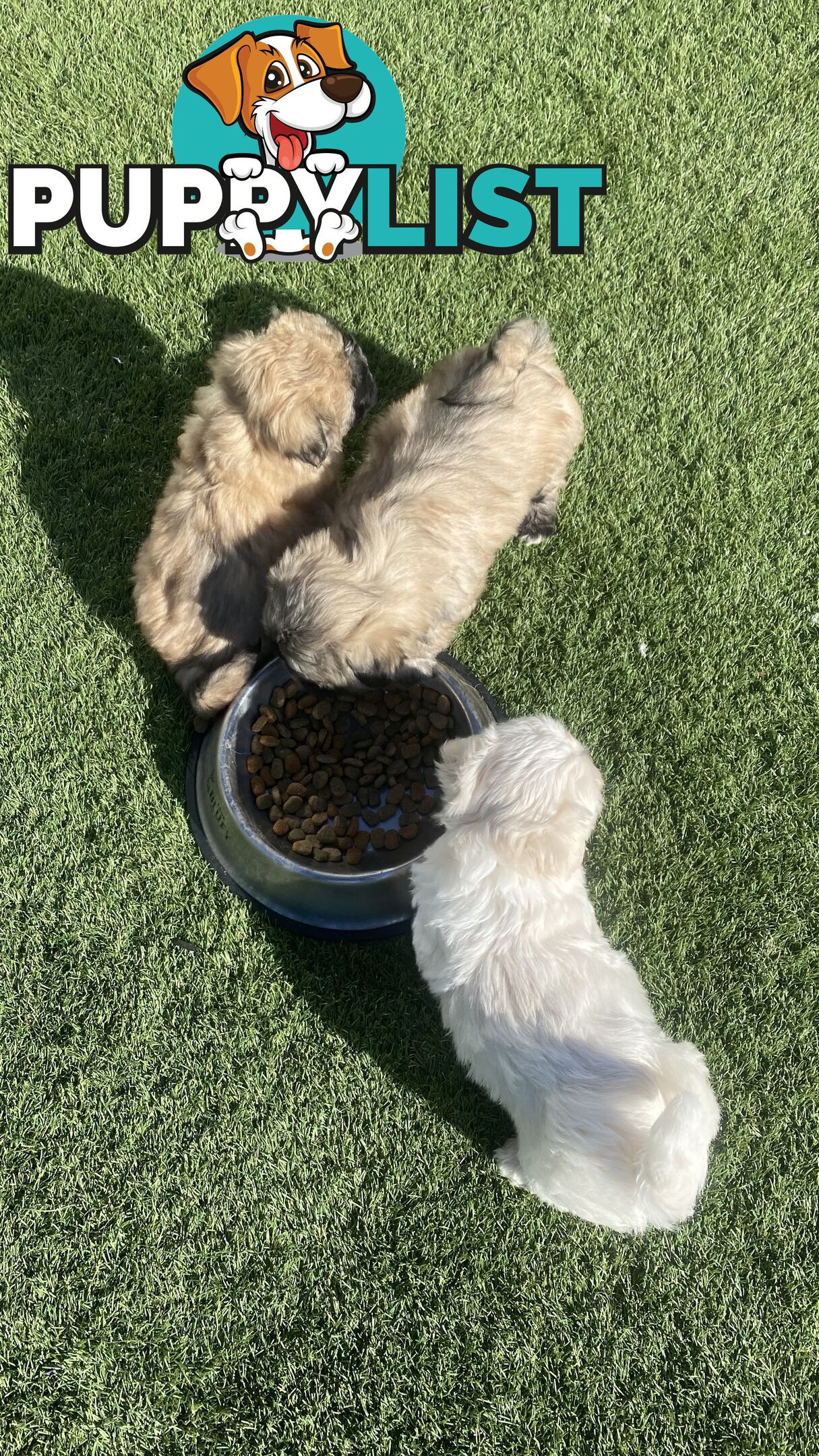 Gorgeous Maltese Shih tzu pups