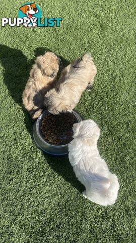 Gorgeous Maltese Shih tzu pups