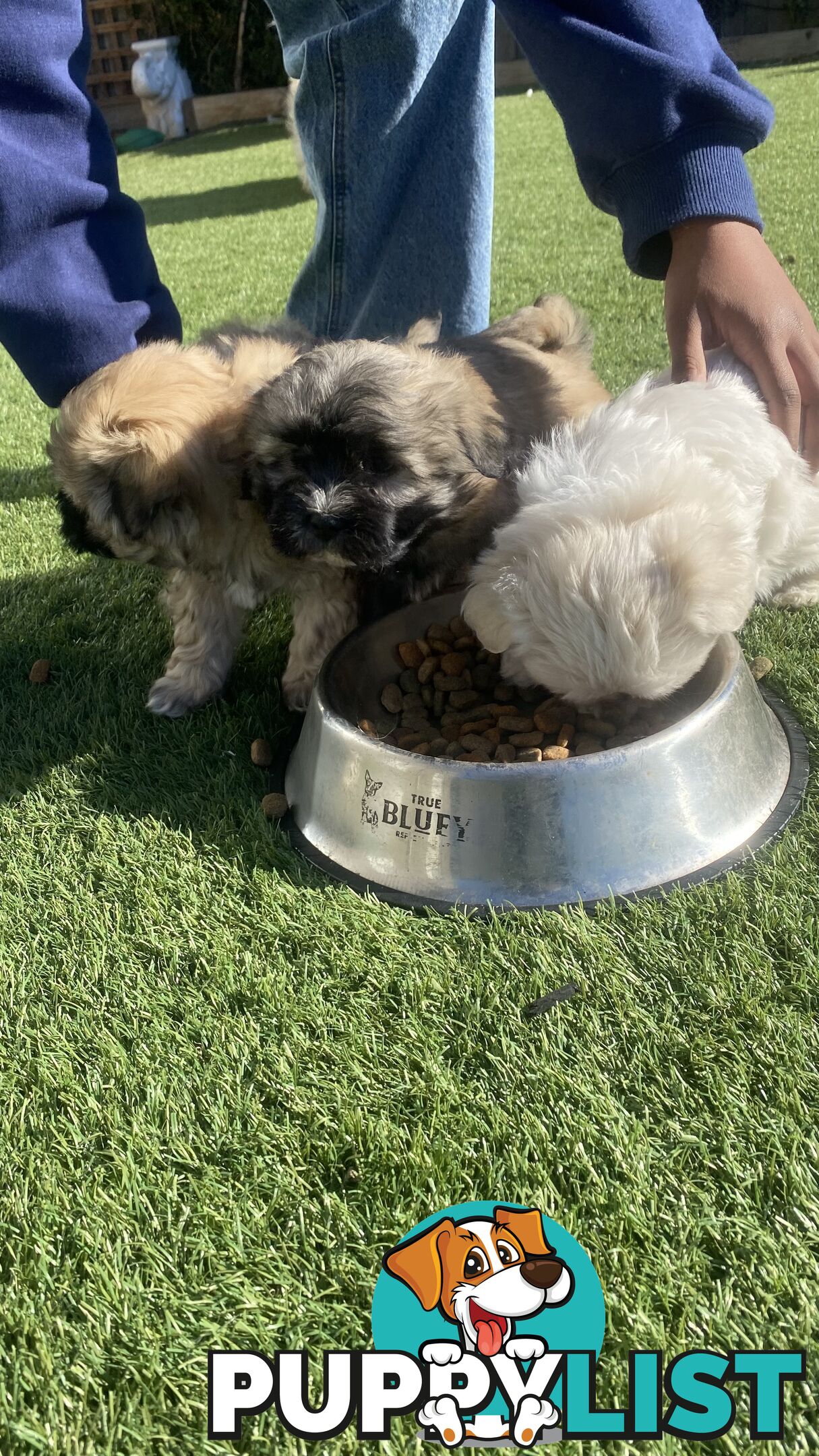 Gorgeous Maltese Shih tzu pups
