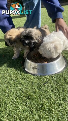 Gorgeous Maltese Shih tzu pups