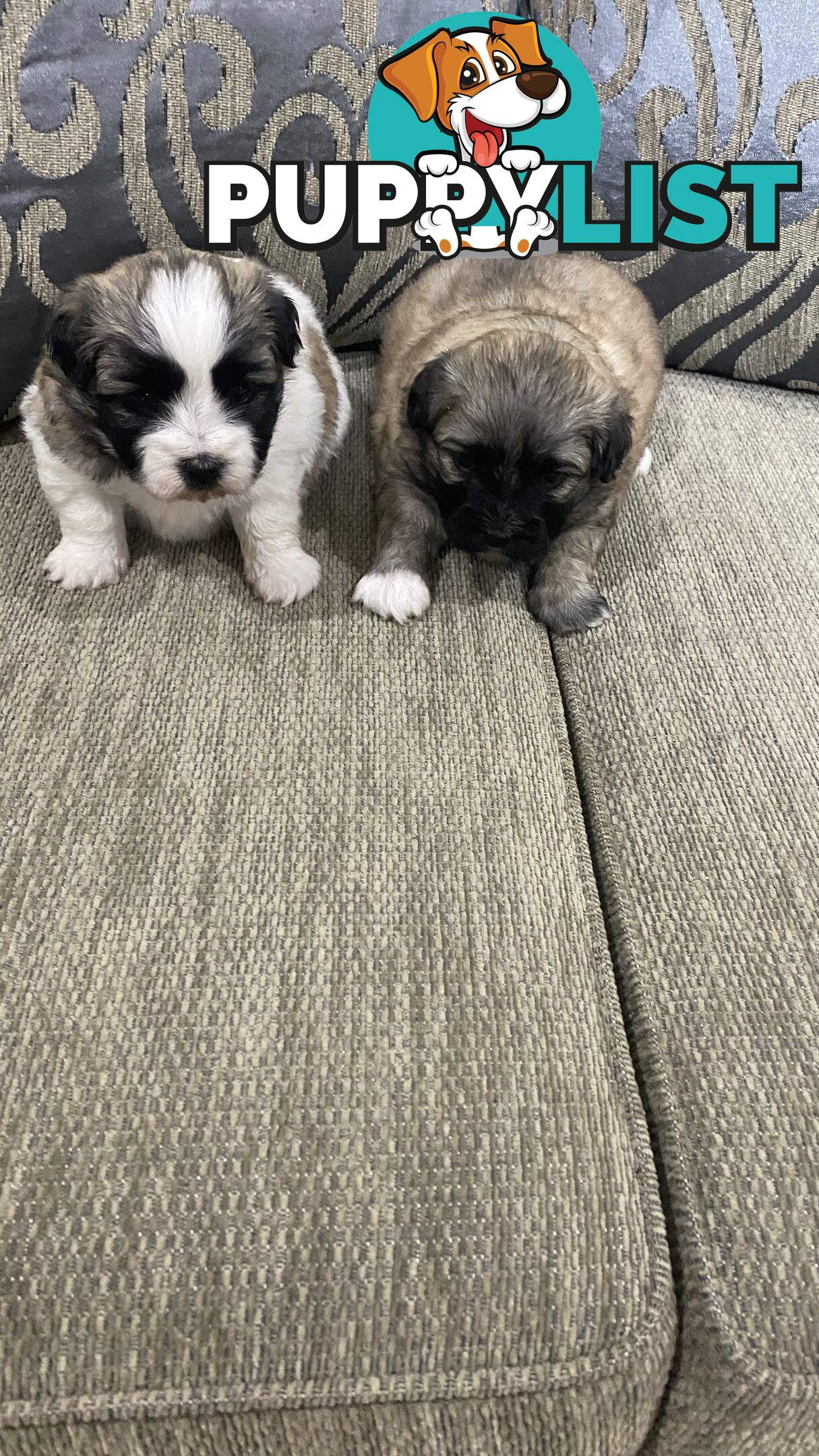 Gorgeous Maltese Shih tzu pups