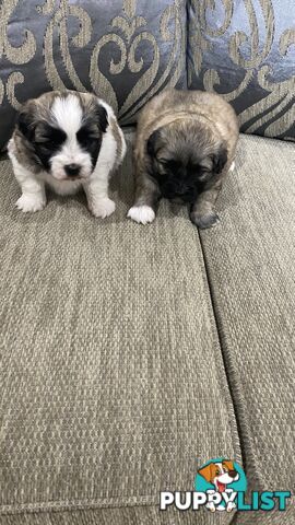 Gorgeous Maltese Shih tzu pups