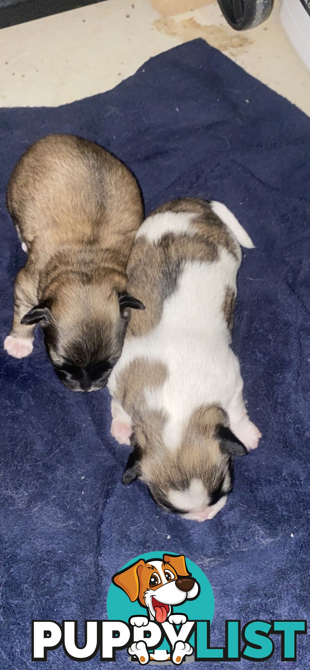 Gorgeous Maltese Shih tzu pups